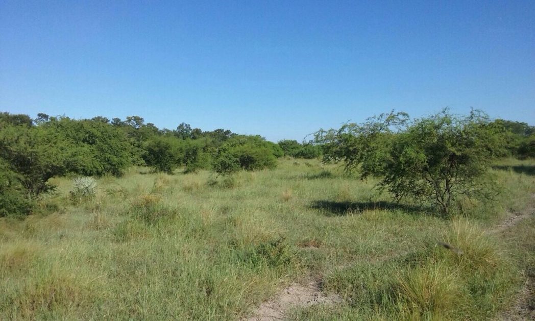 Campo Lindo - Imagen
